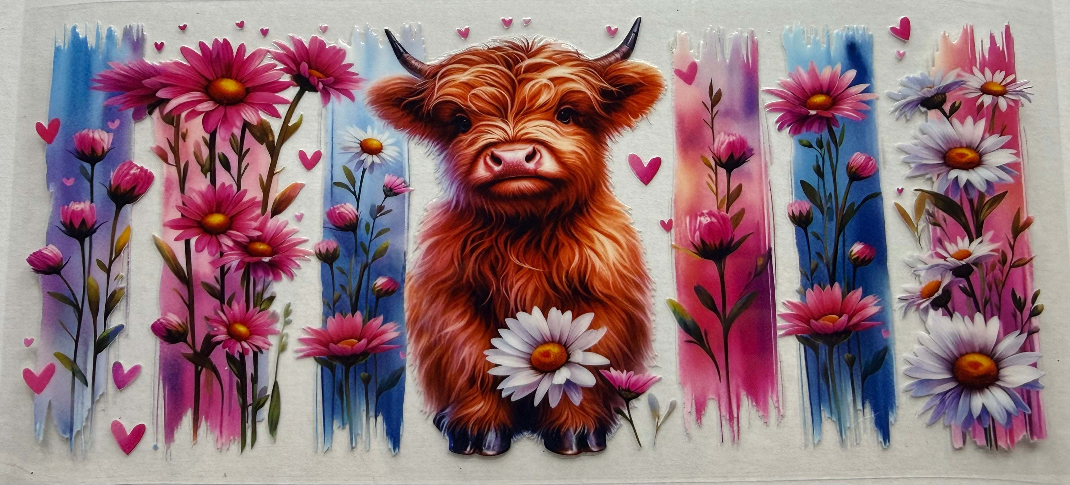 Highland cow