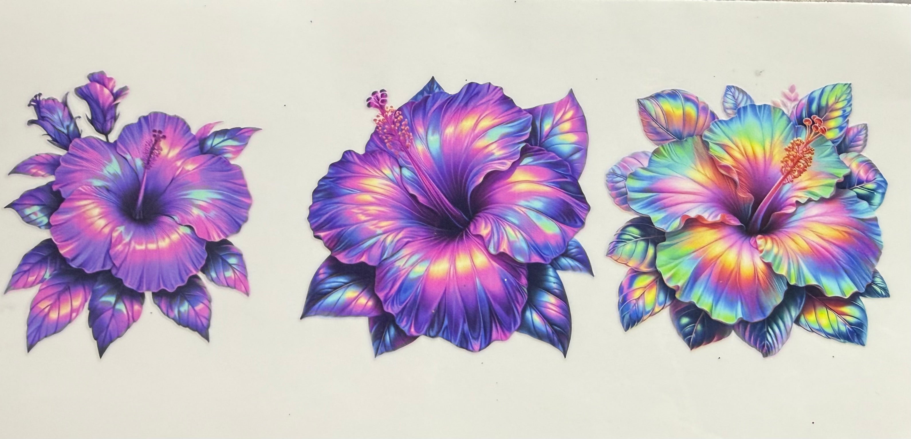Hibiscus 4