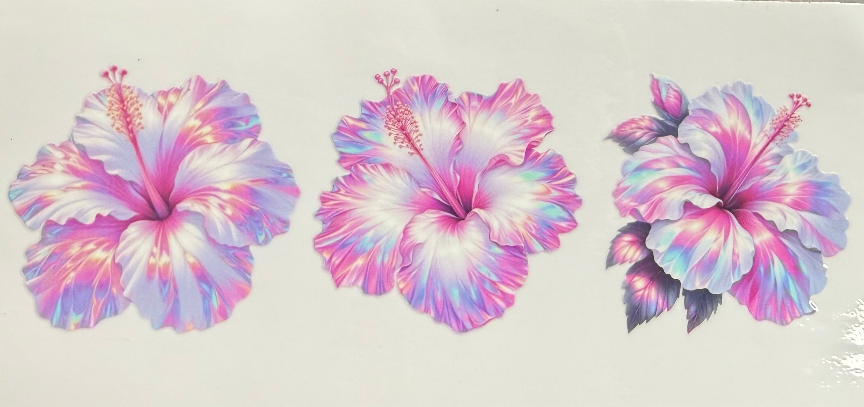 Hibiscus 3