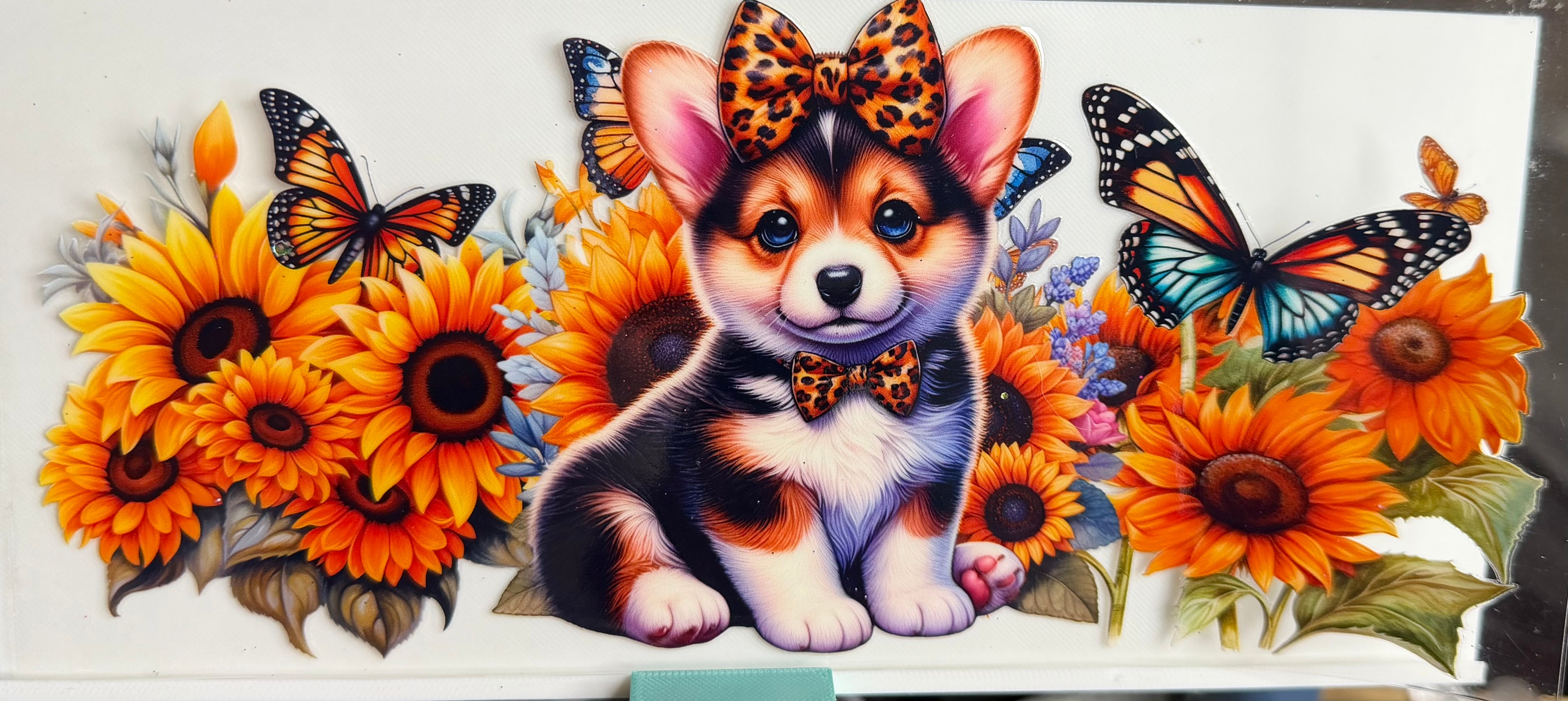 Corgi sunflowers